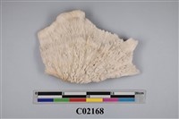 藏品(珊瑚化石)的圖片